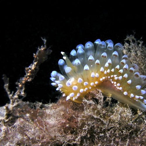 MBC and its role in biodiversity conservation, explained by Max van Rijswijk