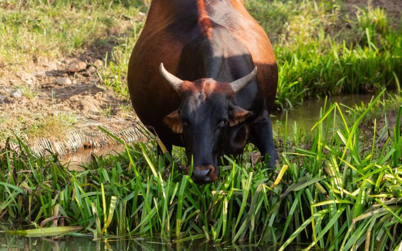 Sustainable Agriculture & Youth Employment: Zimbabwe’s CSR Model