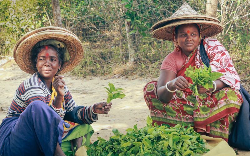 Zimbabwe: CSR’s Role in Sustainable Agriculture & Youth Job Creation
